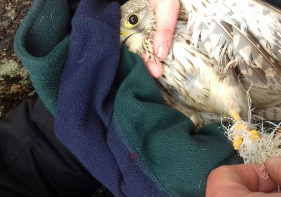 Rescue kestral may 2018